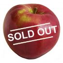 LoboApple Sold Out copy